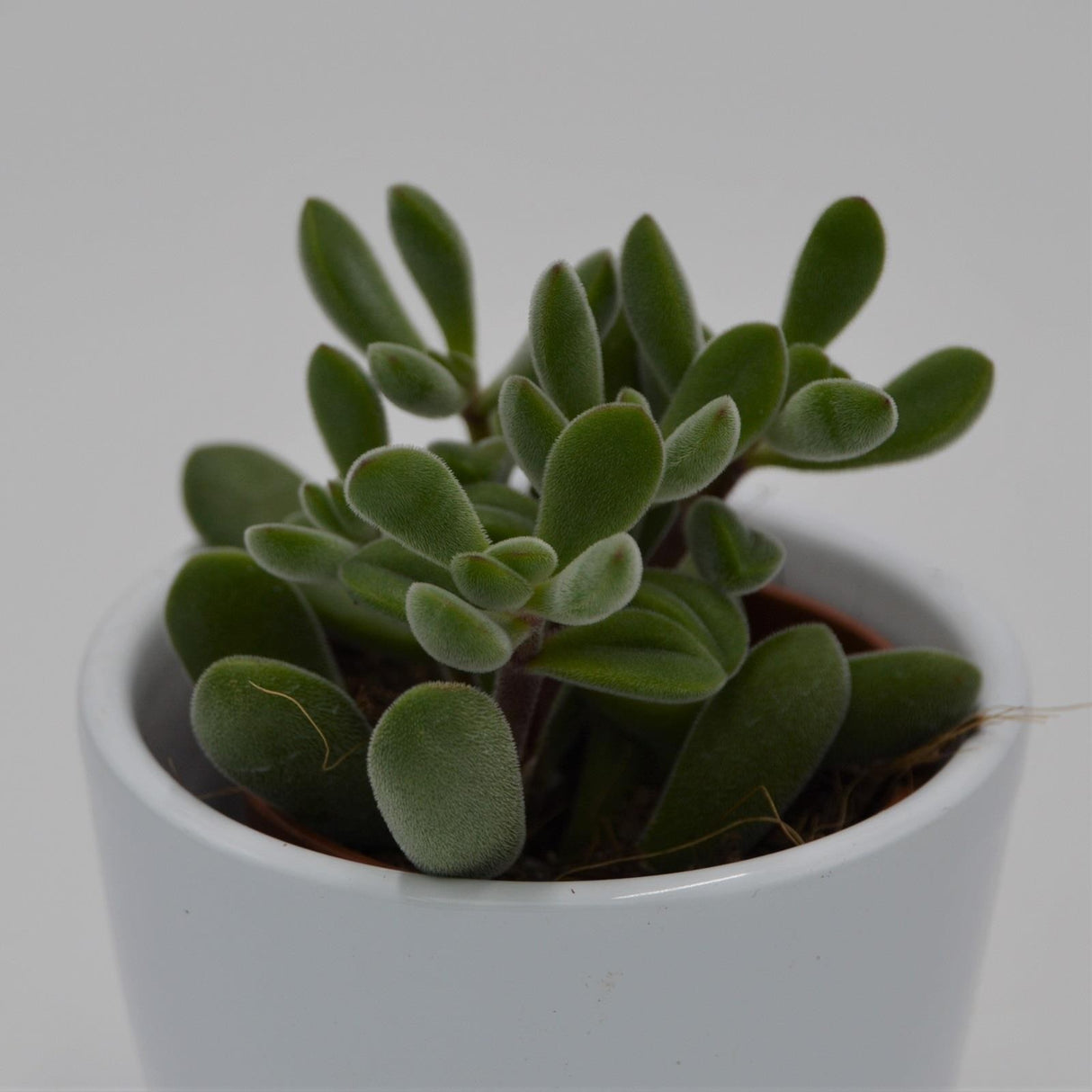 Crassula rogersii - 5.5cm