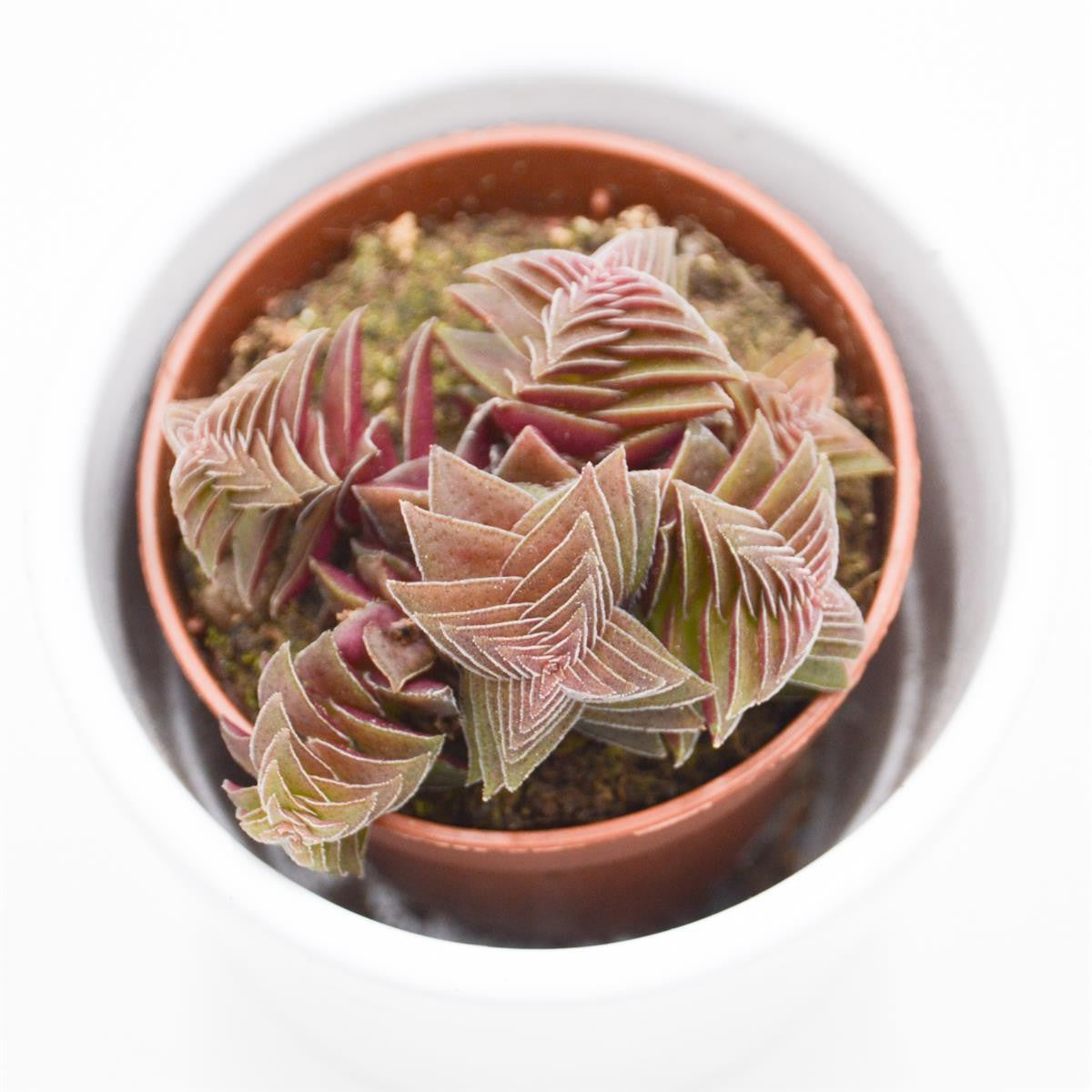 Crassula capitella Rubra - 5.5cm