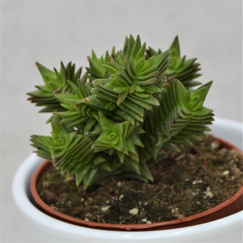 Crassula Hybrid - 8.5cm