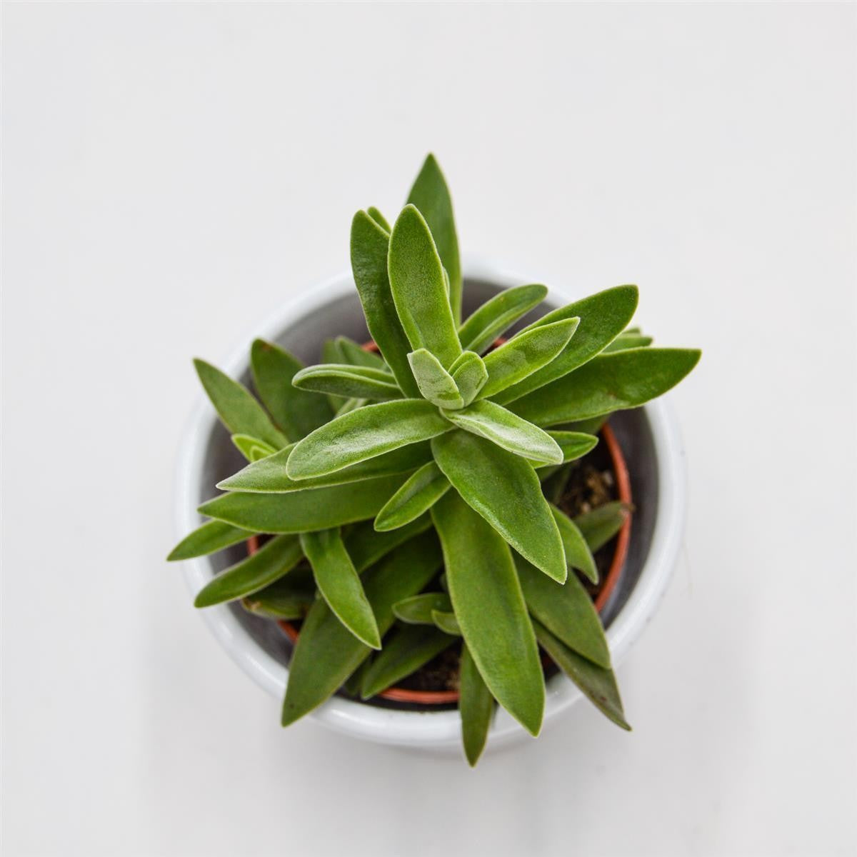 Crassula stretto - 5.5cm