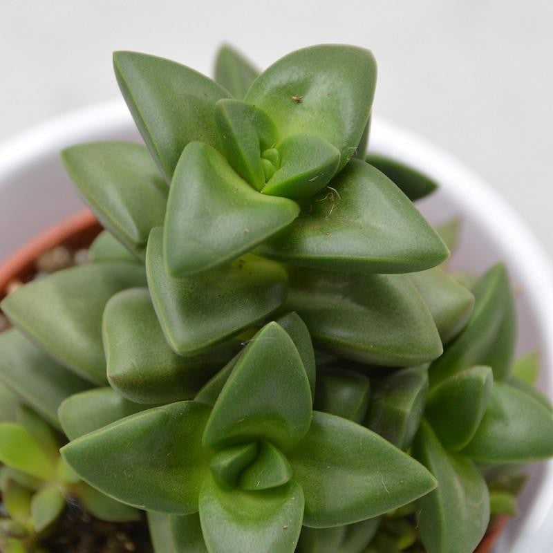 Crassula Talisman - 8.5cm