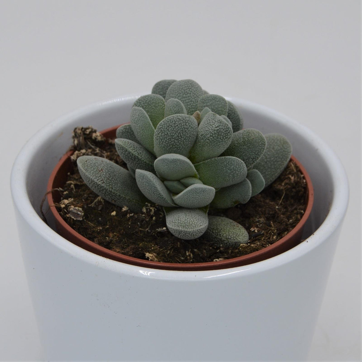 Crassula tecta - 8.5cm