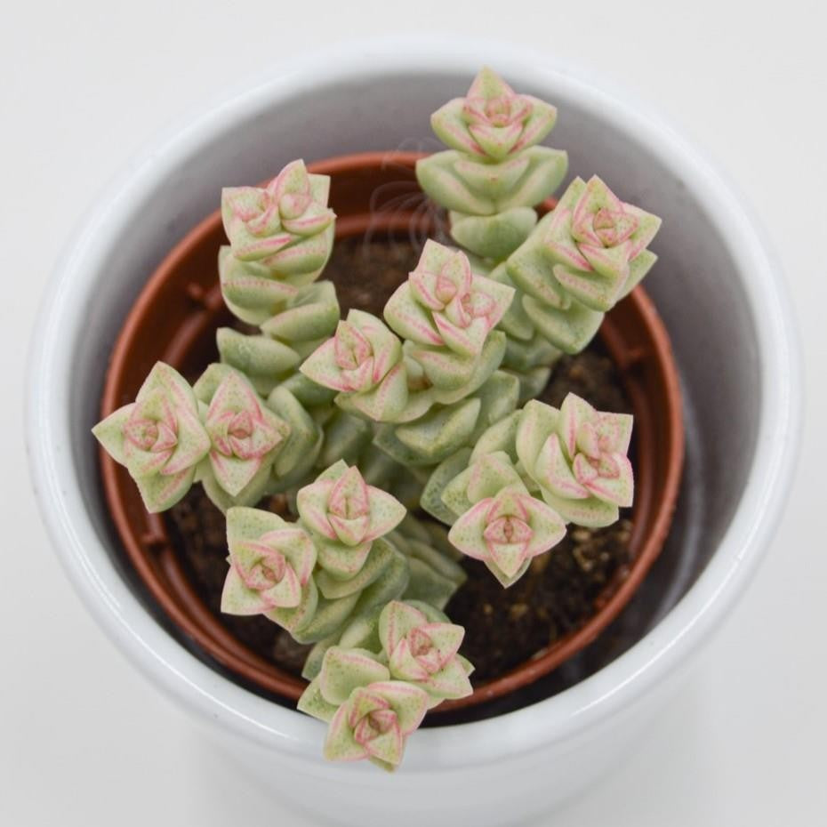 Crassula Tom Thumb f. variegata - 5.5cm