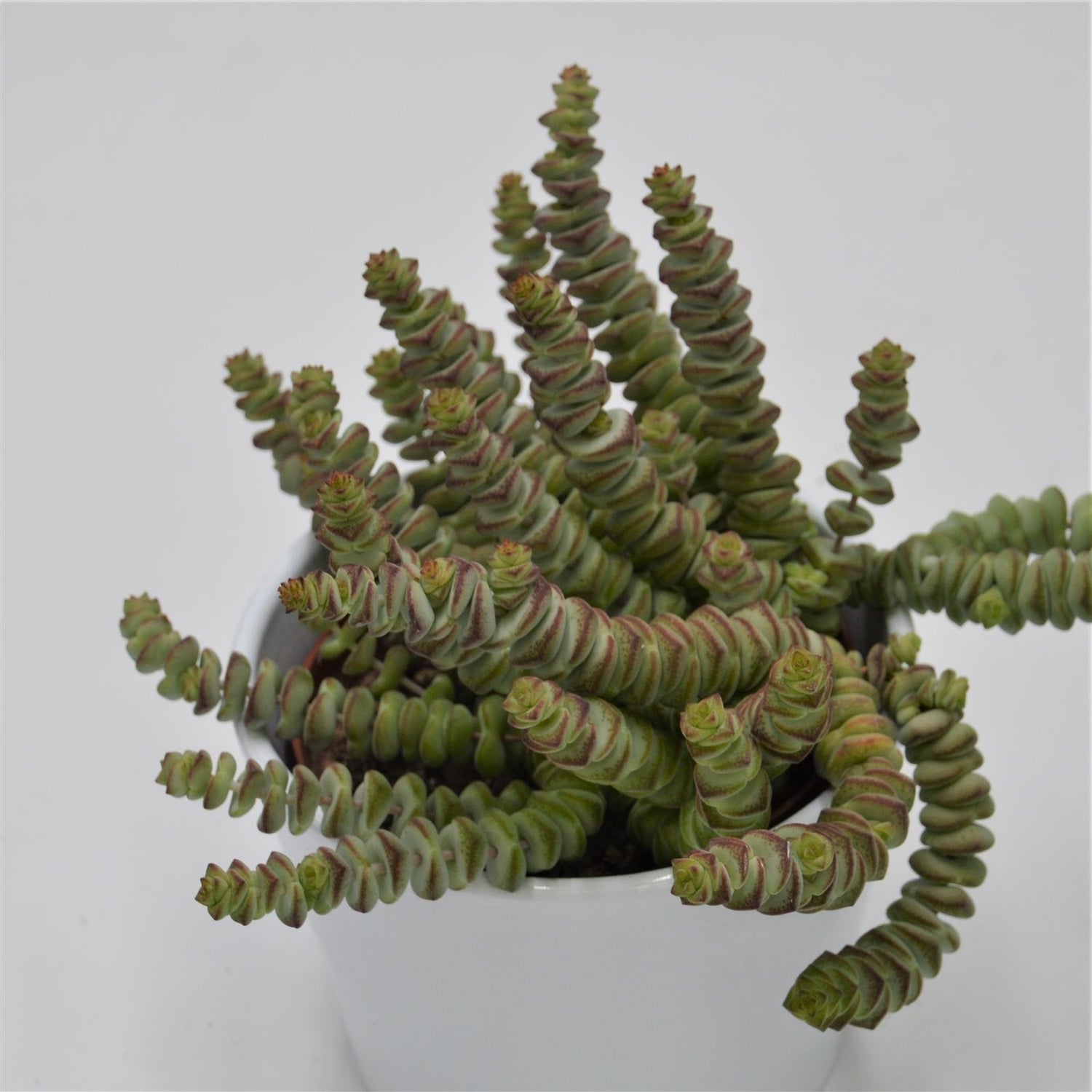 Crassula rupestris subsp. marnieriana - 8.5cm