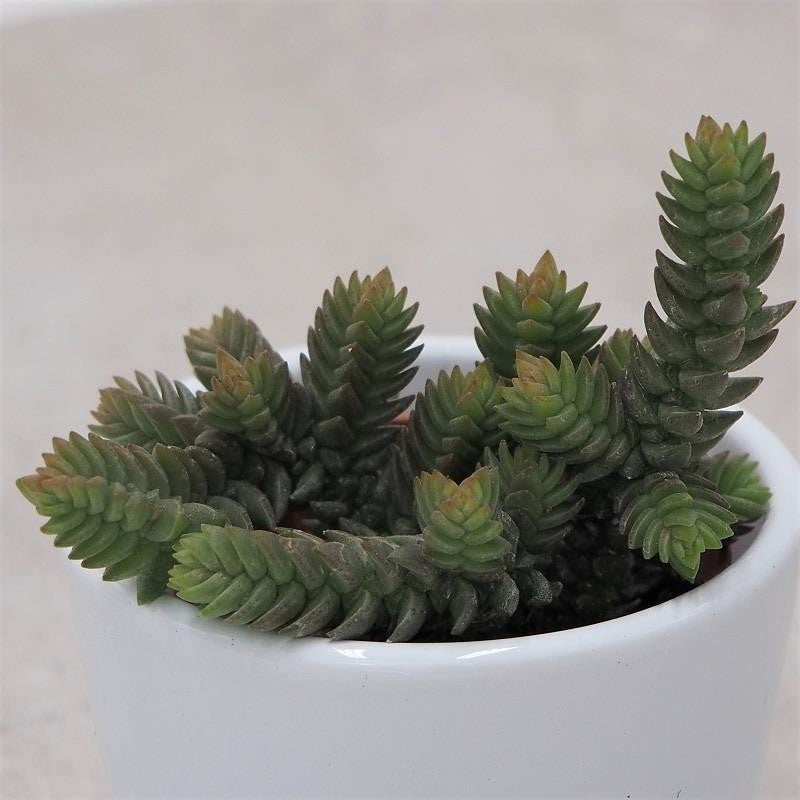 Crassula muscosa - 5.5cm