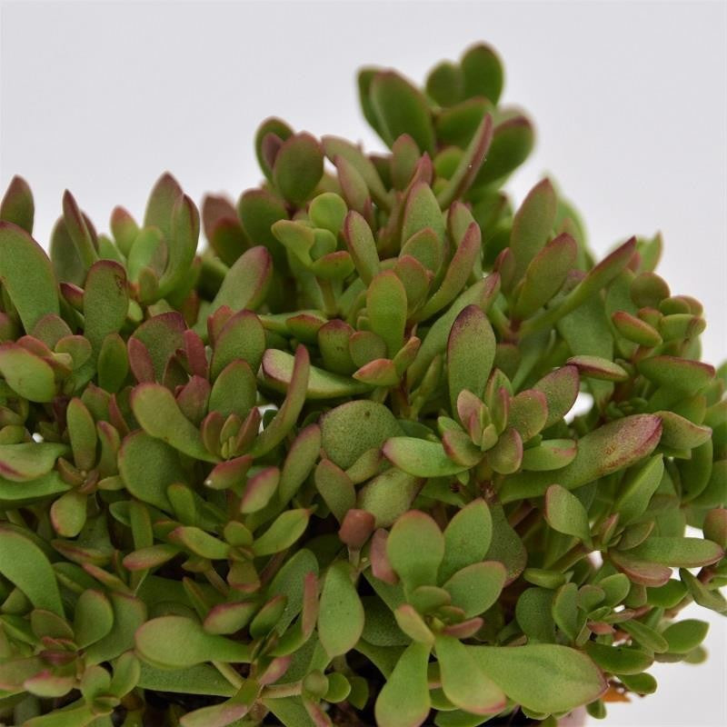 Crassula radicans - 8.5cm
