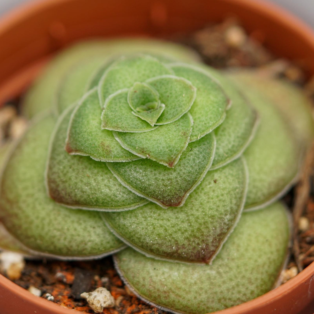 Crassula capitella v. turrita - 5.5cm