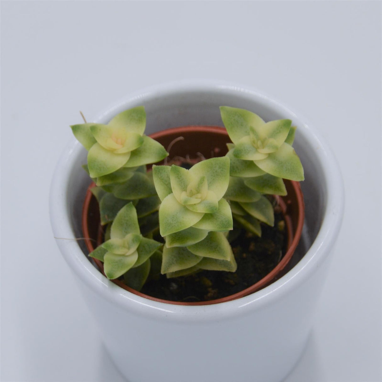 Crassula perforata variegata - 5,5cm