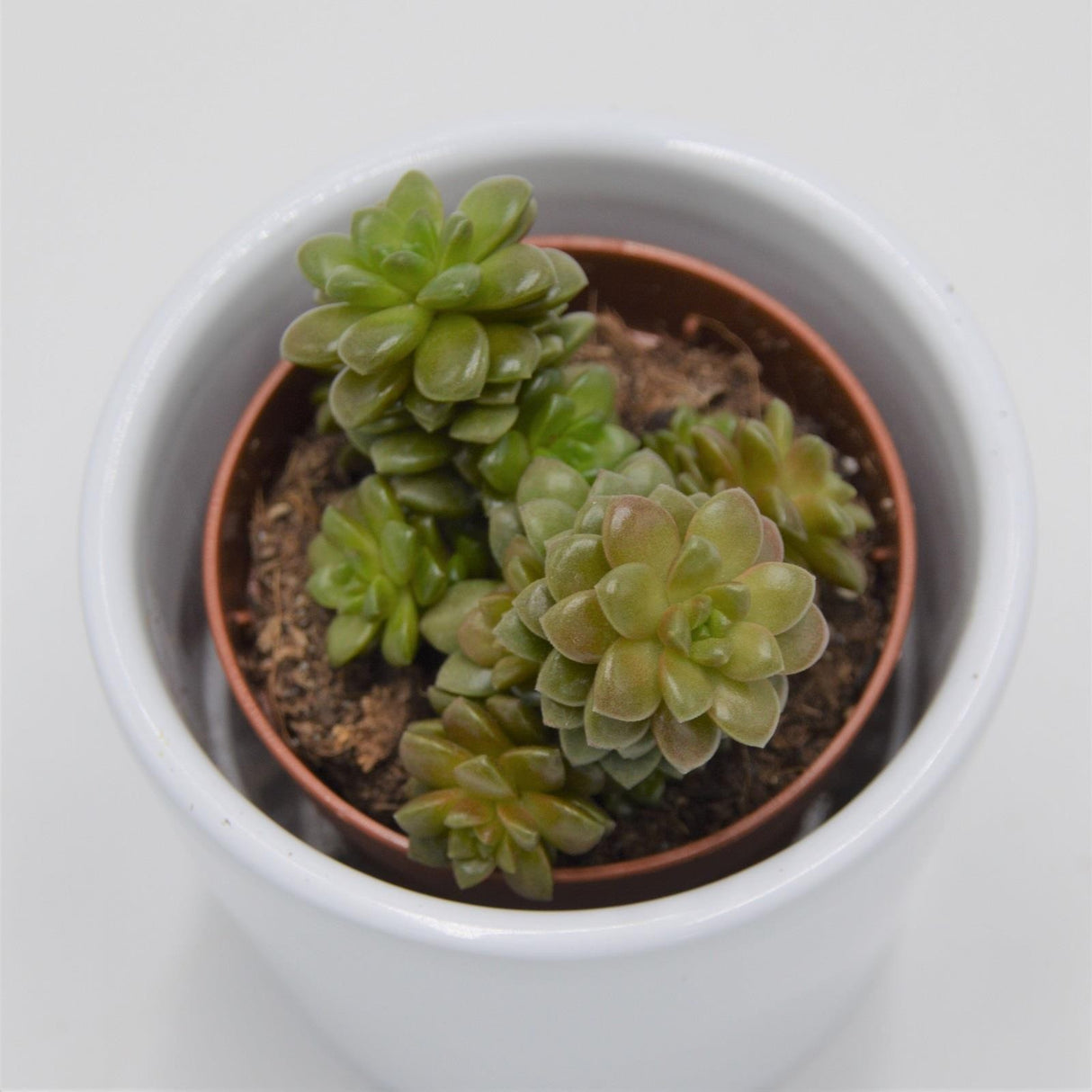 x Cremnosedum Little Gem - 5.5cm