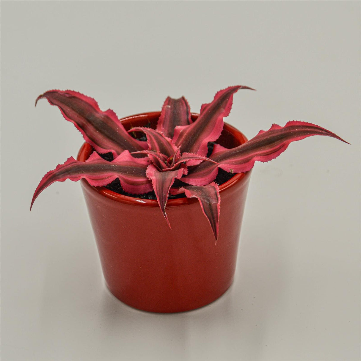 Cryptanthus bivittatus Super Pink- 6cm