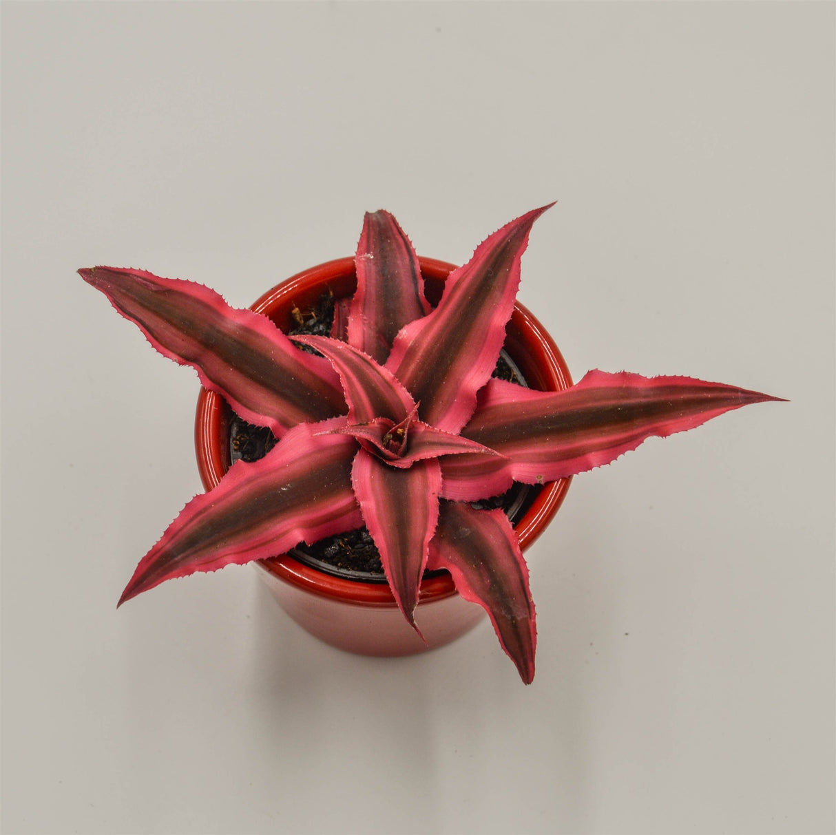 Cryptanthus bivittatus Super Pink- 6cm