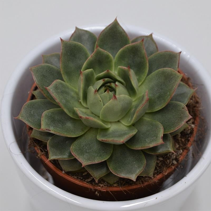 Echeveria Parva - 8,5cm