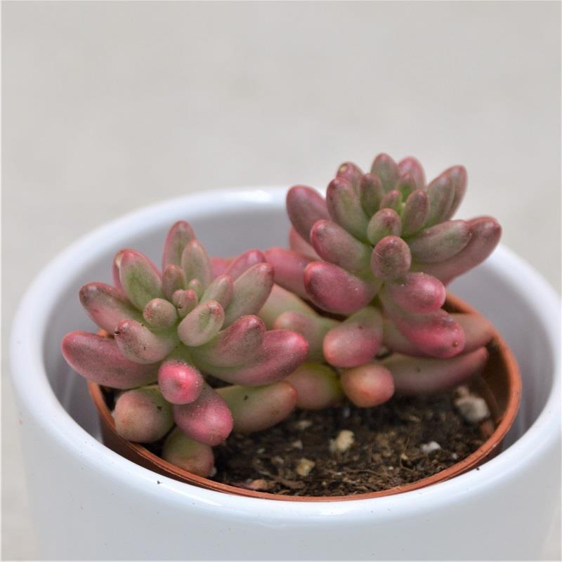 Sedum rubrotinctum Aurora - 5,5cm
