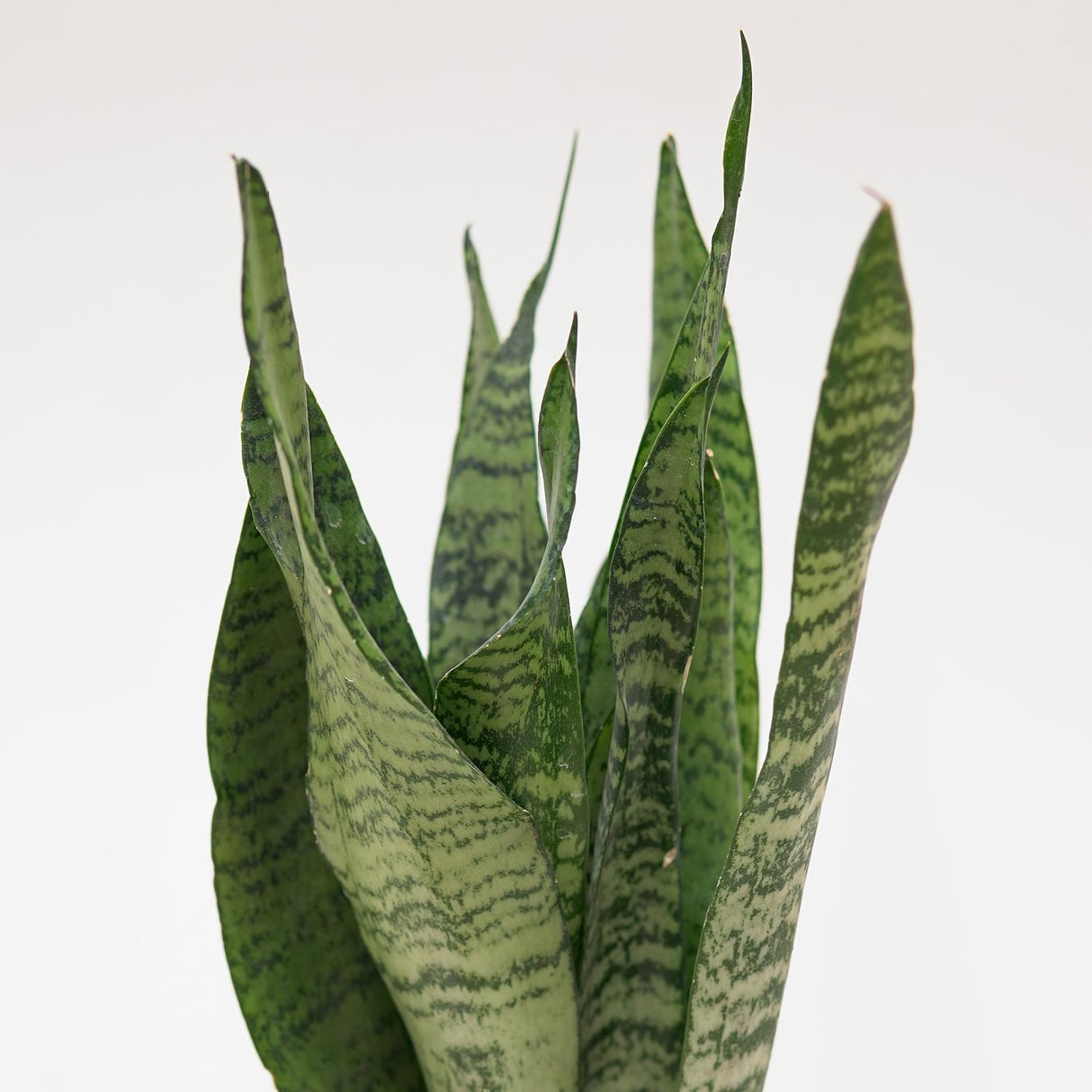 Sansevieria zeylanica - 12cm