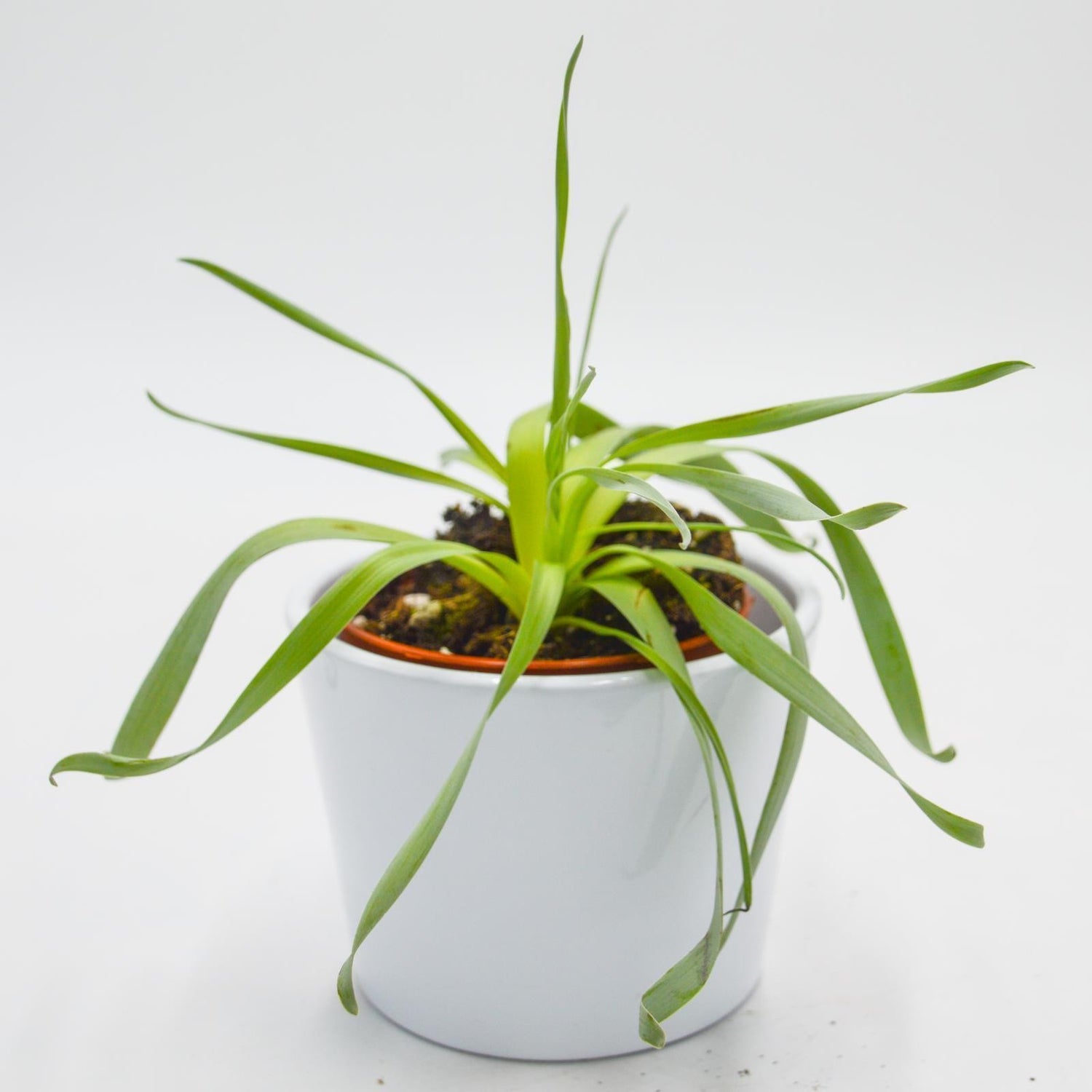 Cyrtanthus spiralis - 8.5cm