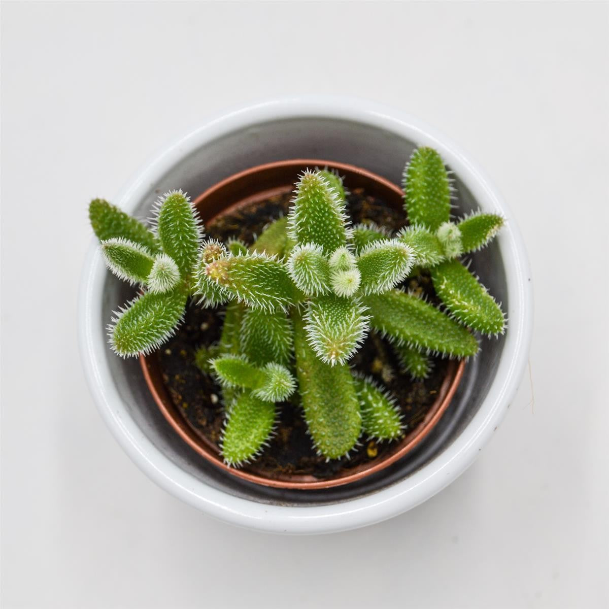 Delosperma echinatum - 5,5cm