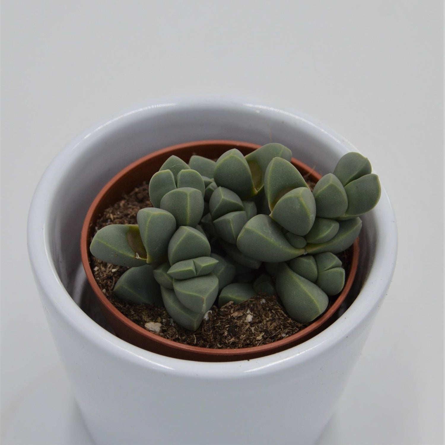 Delosperma lehmannii - 5.5cm