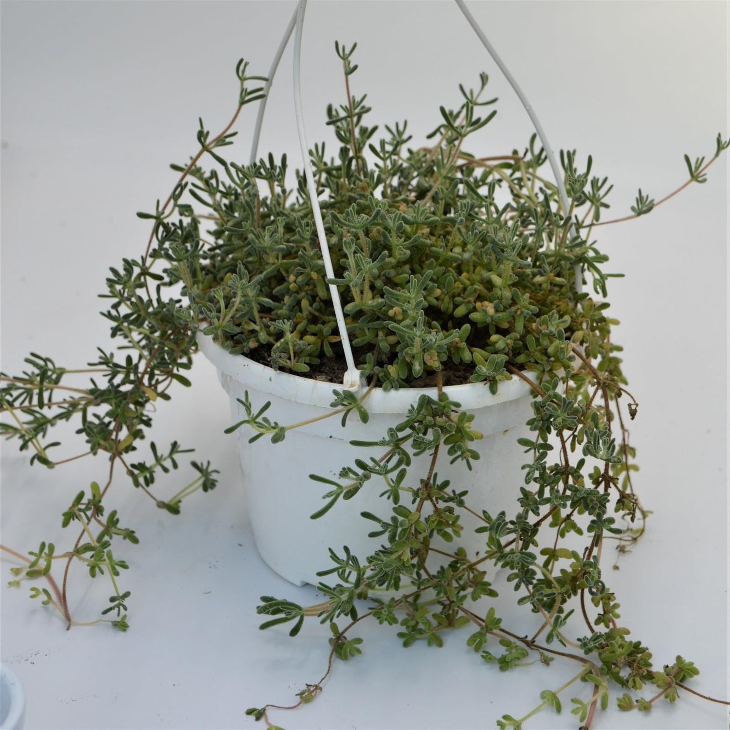 Delosperma mesembryanthemum - 12cm Hanging Basket