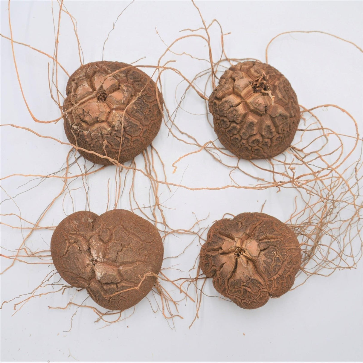 Dioscorea elephantipes - Caudex Ø 5 - 7cm