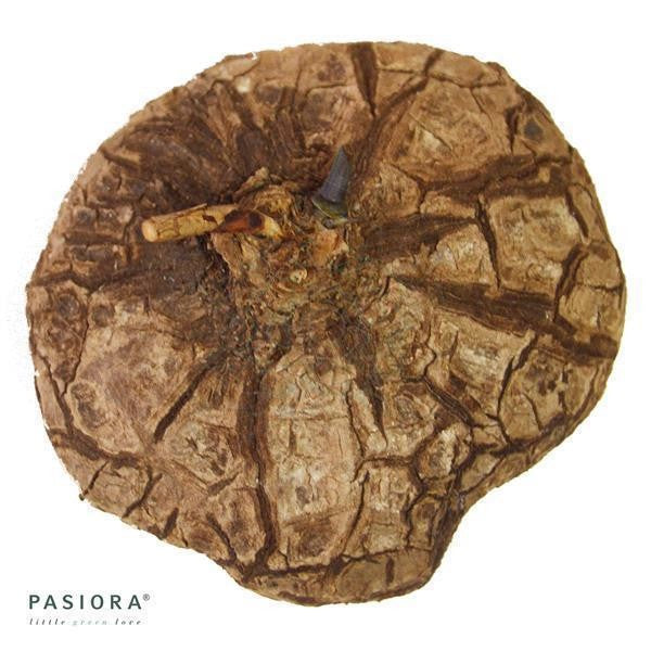 Dioscorea mexicana - Caudex Ø 4 - 7cm
