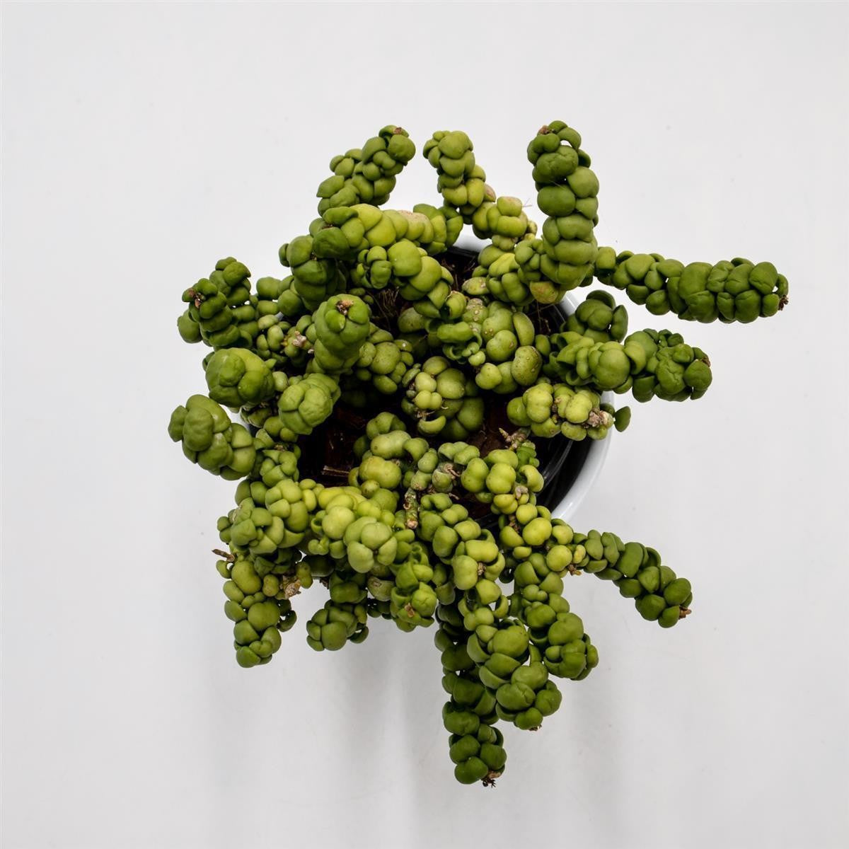 Dischidia nummularia Pangolin Kisses - 9cm