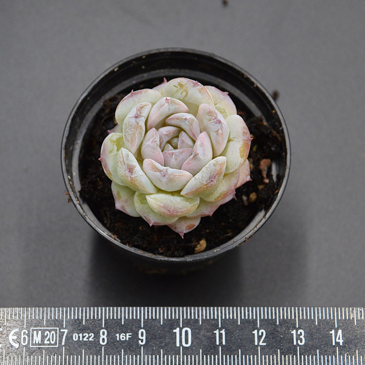 Echeveria