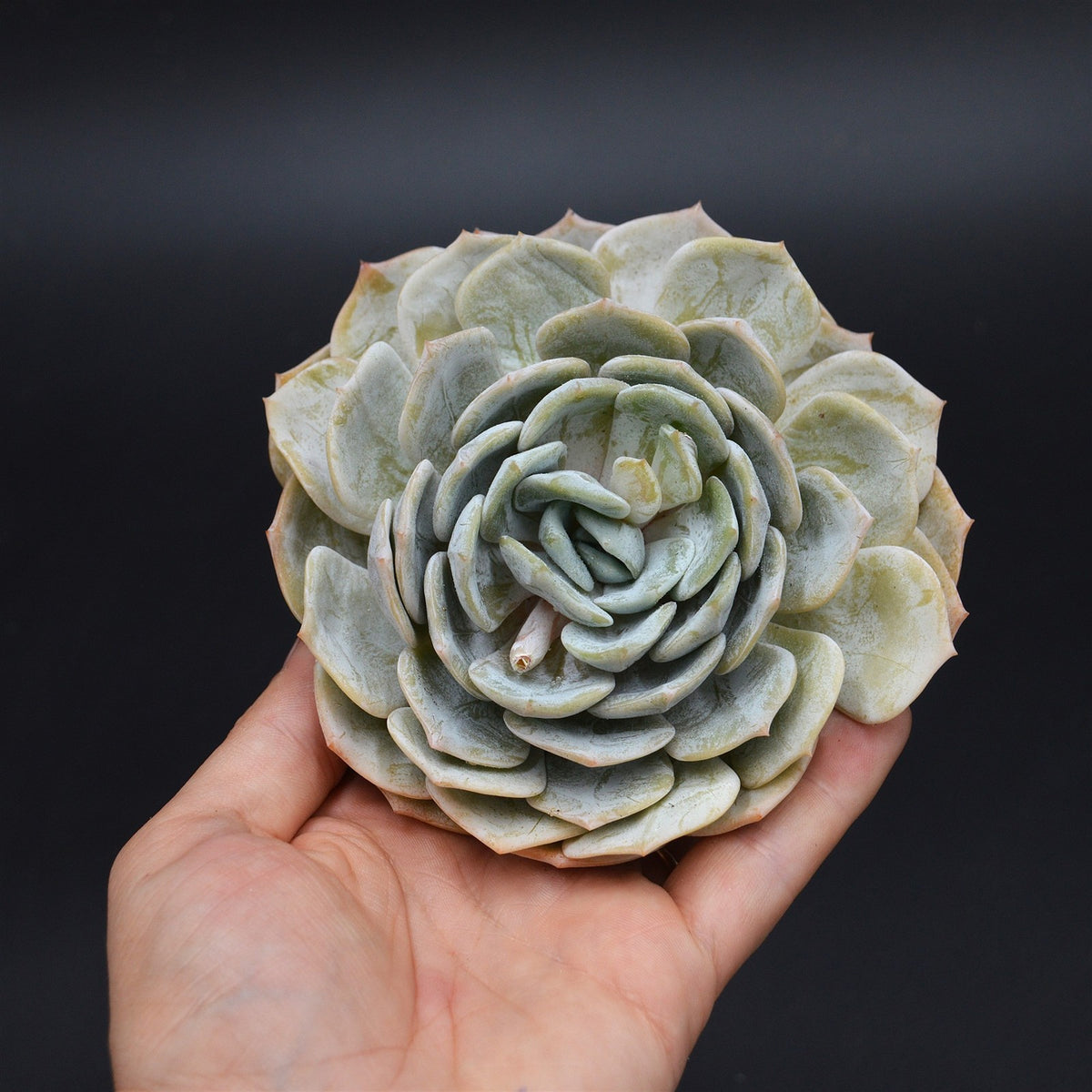 Echeveria laui Hybrid Cutting