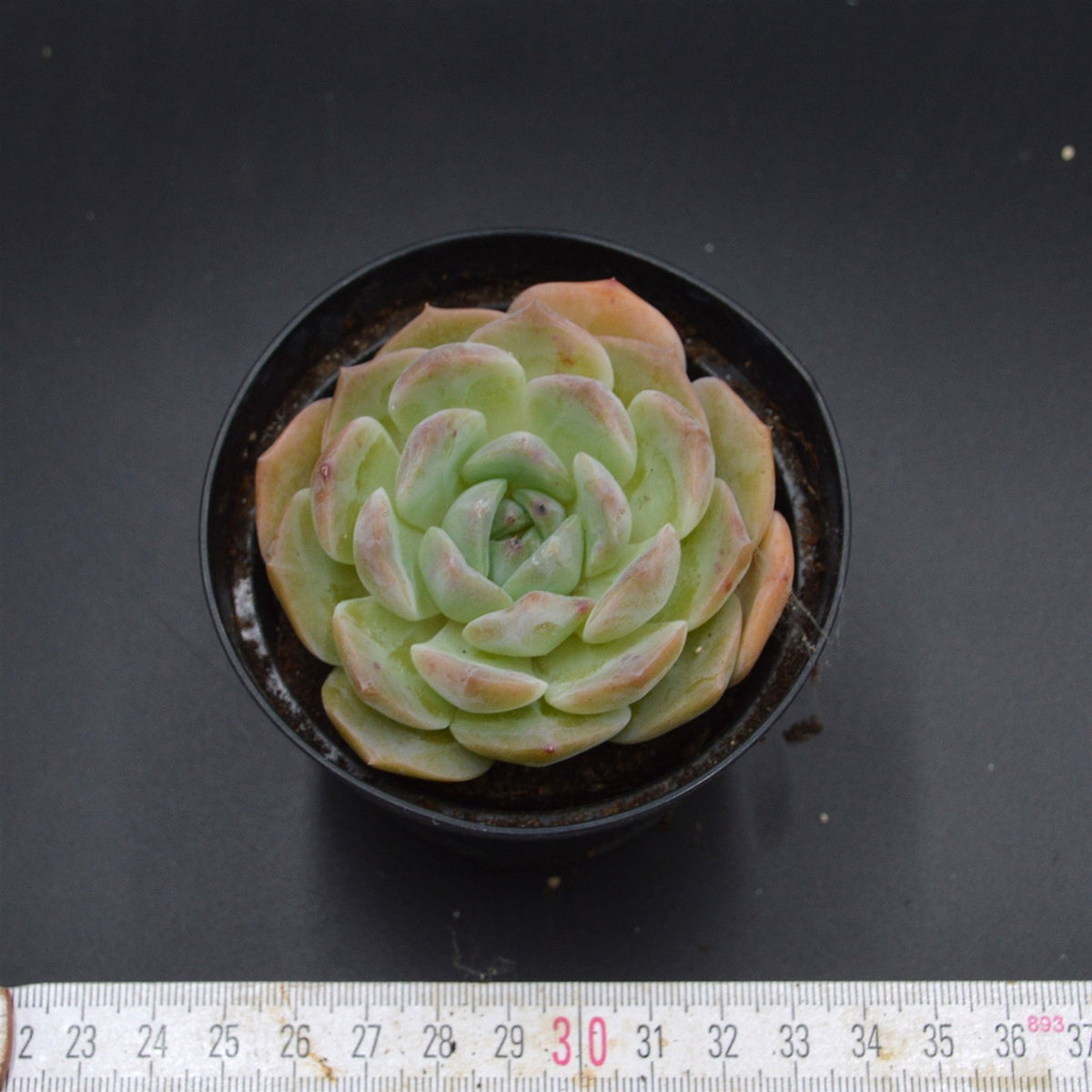 Echeveria hyalina Hybrid