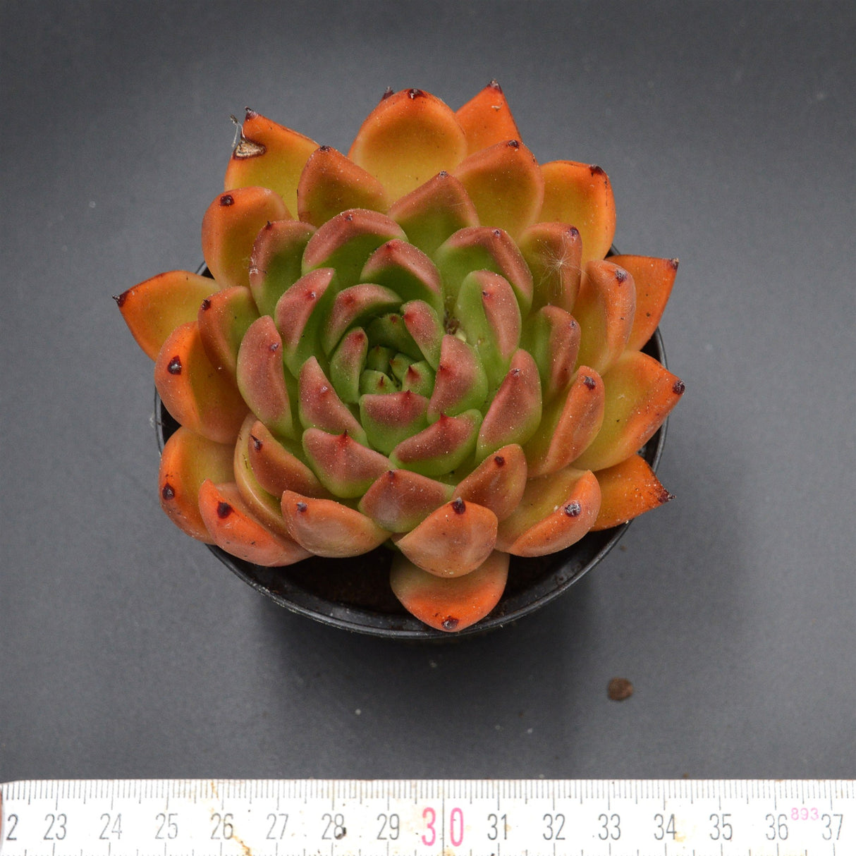Echeveria agavoides Hybrid