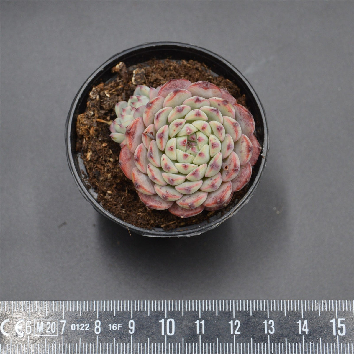 Echeveria Sarahime Botan