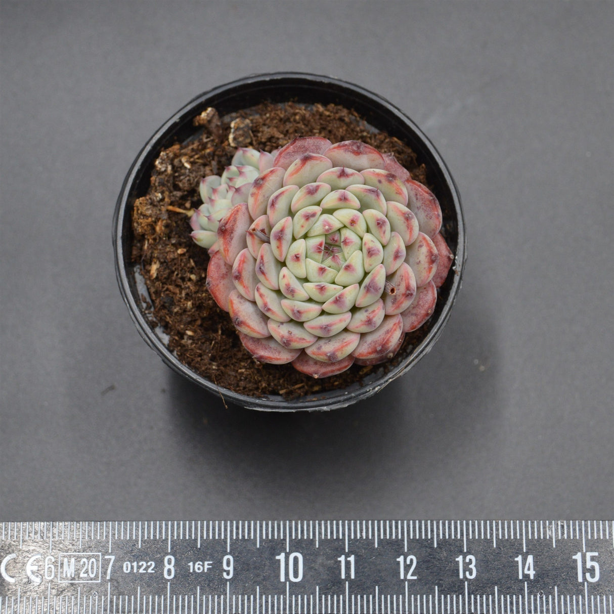 Echeveria Sarahime Botan