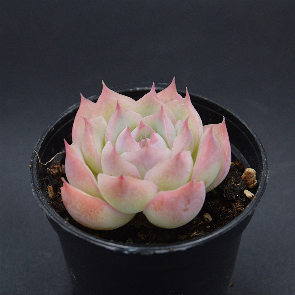 Echeveria 'Wraith'
