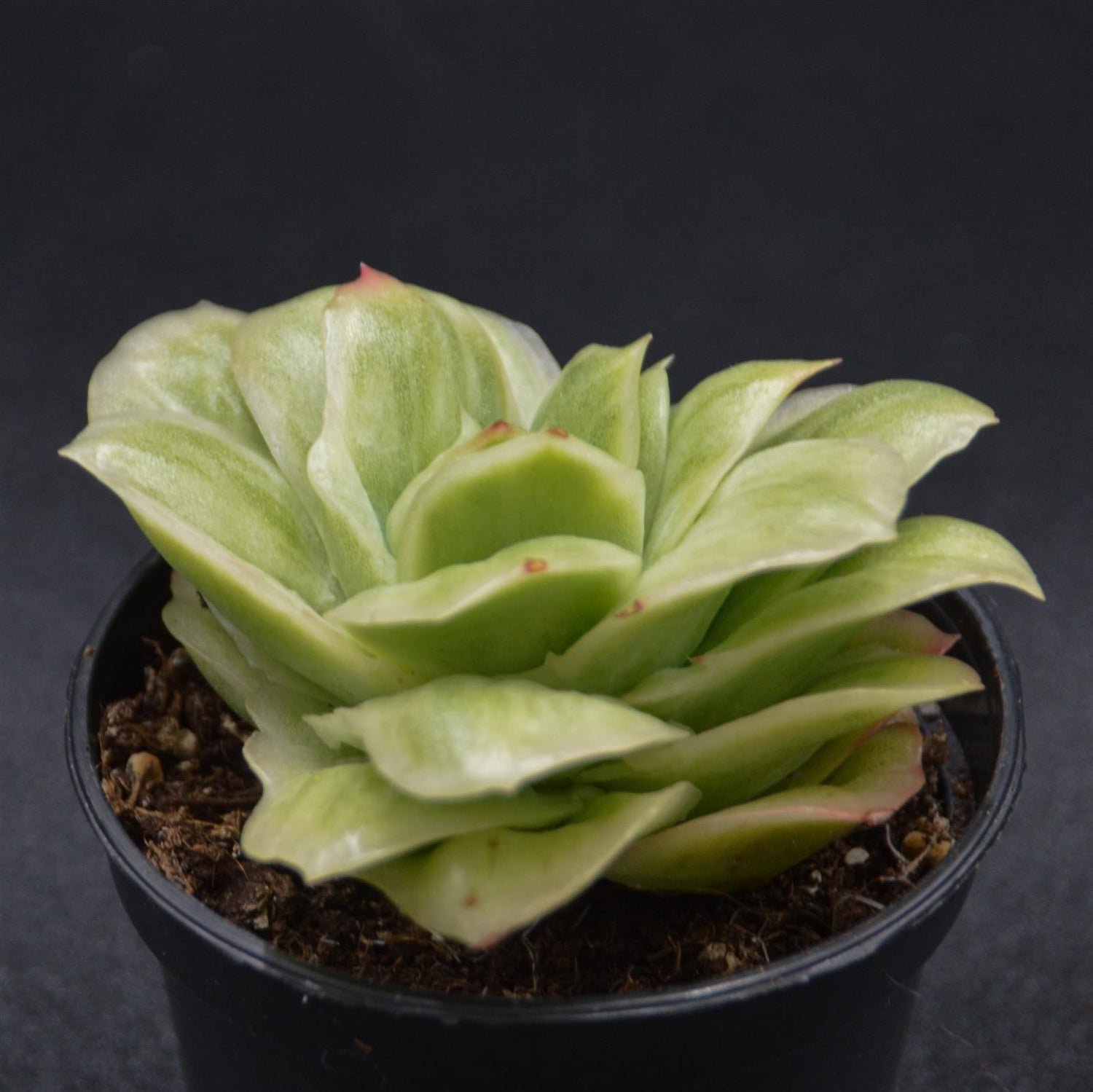 Graptoveria Ice Rose var. variegata
