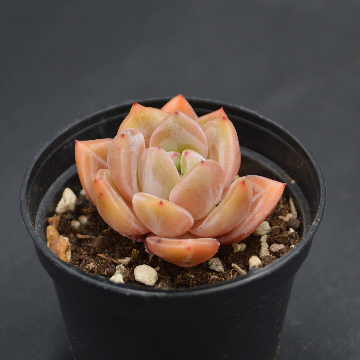 Echeveria Demon Night Warrior