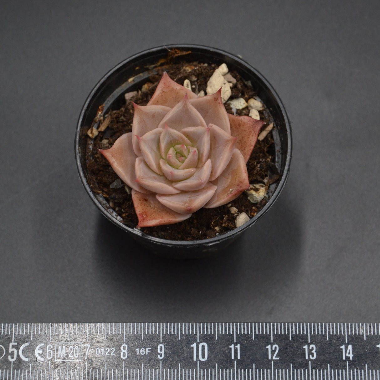 Echeveria Corsican Rose