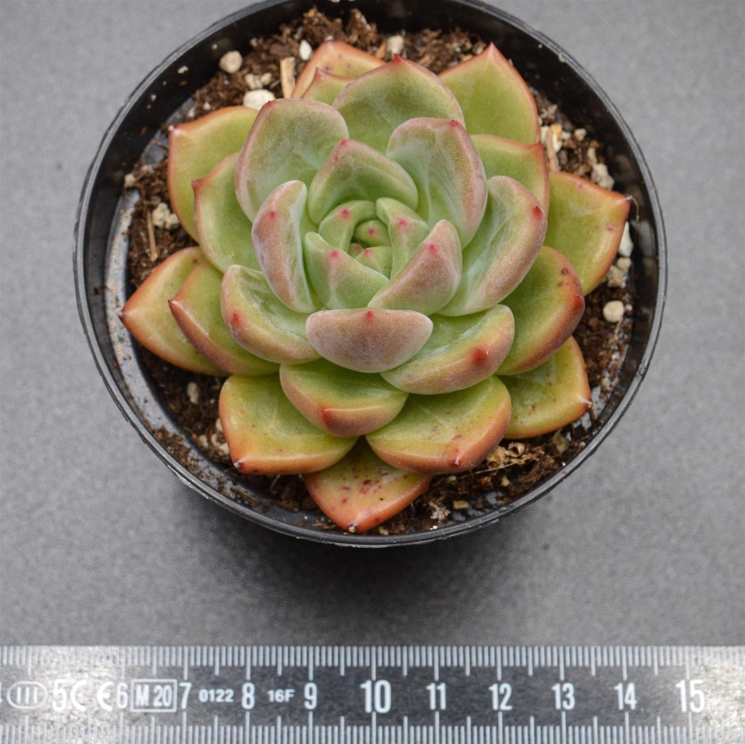 Echeveria Tiger Skin