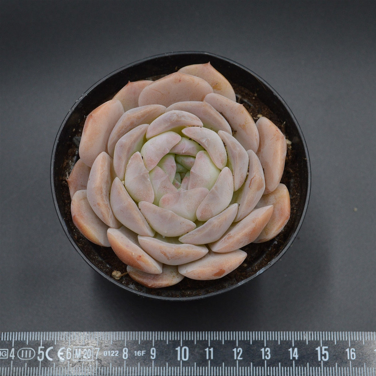 Echeveria Snow Tower