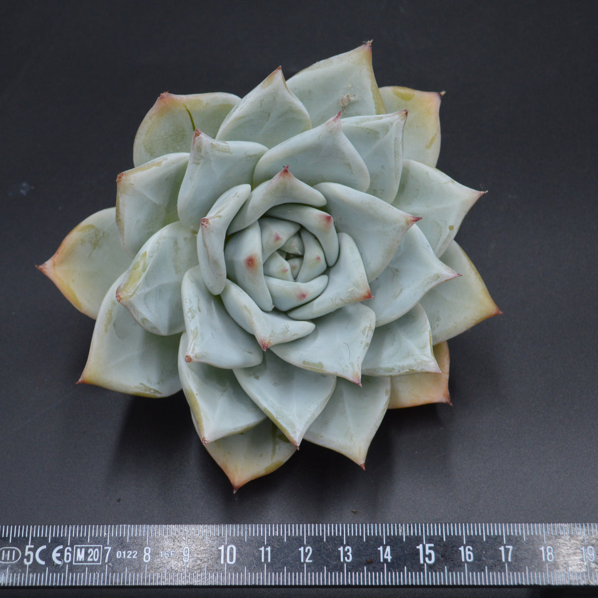 Echeveria colorata, Tapalpa Steckling XXL