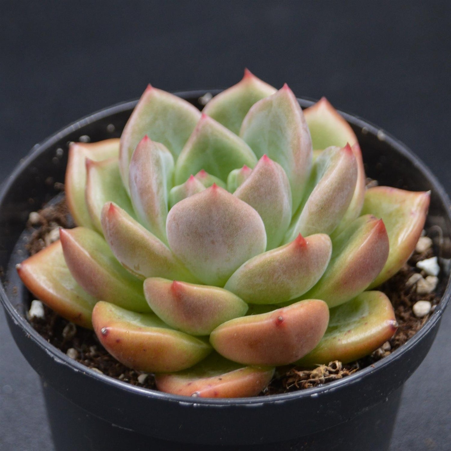 Echeveria Tiger Skin