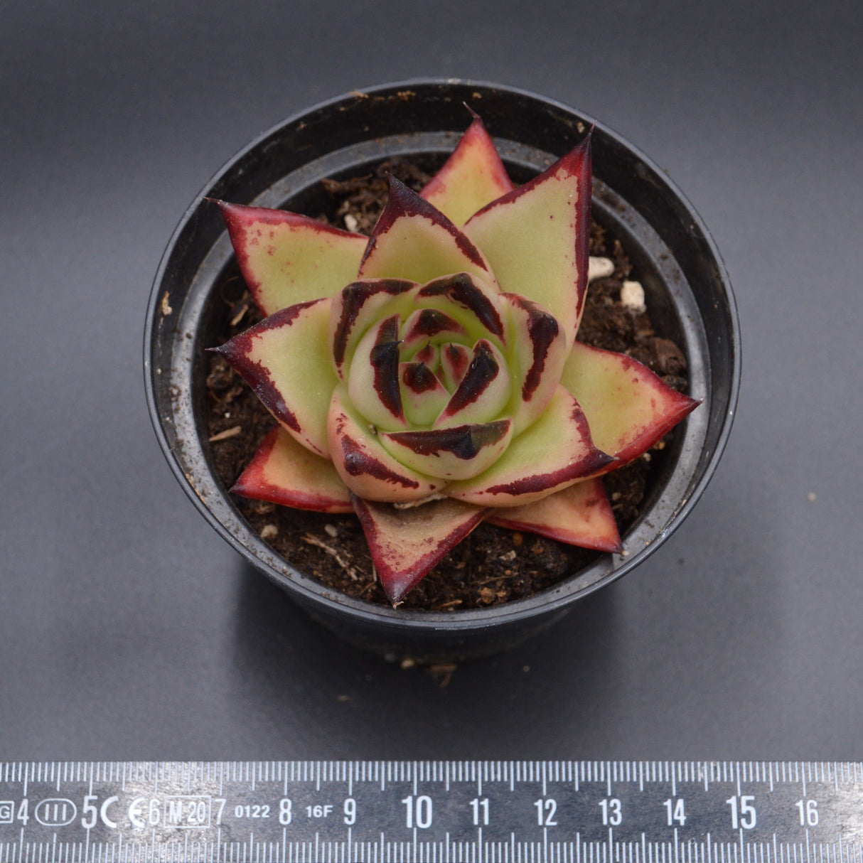 Echeveria Meikuan