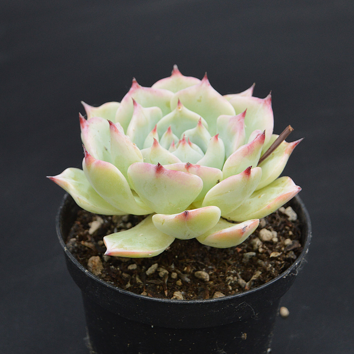 Echeveria chihuahuaensis