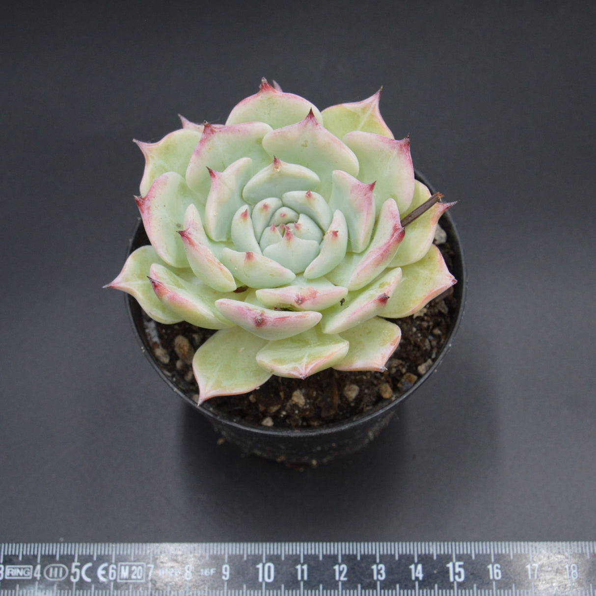 Echeveria chihuahuaensis