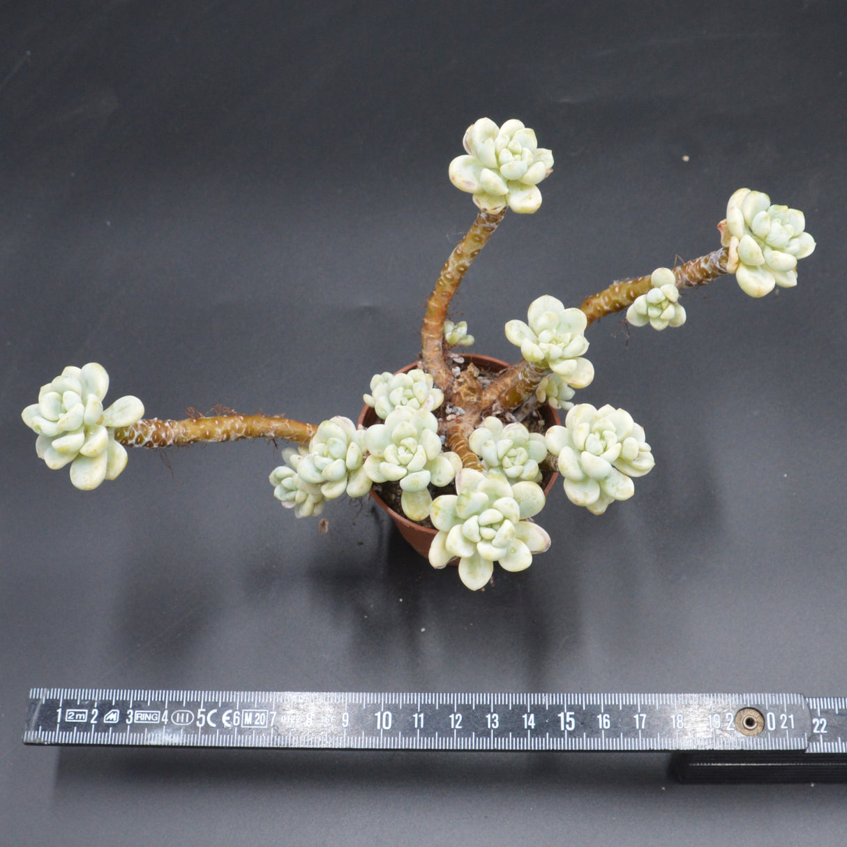 Sedum clavatum variegata, Bonsai