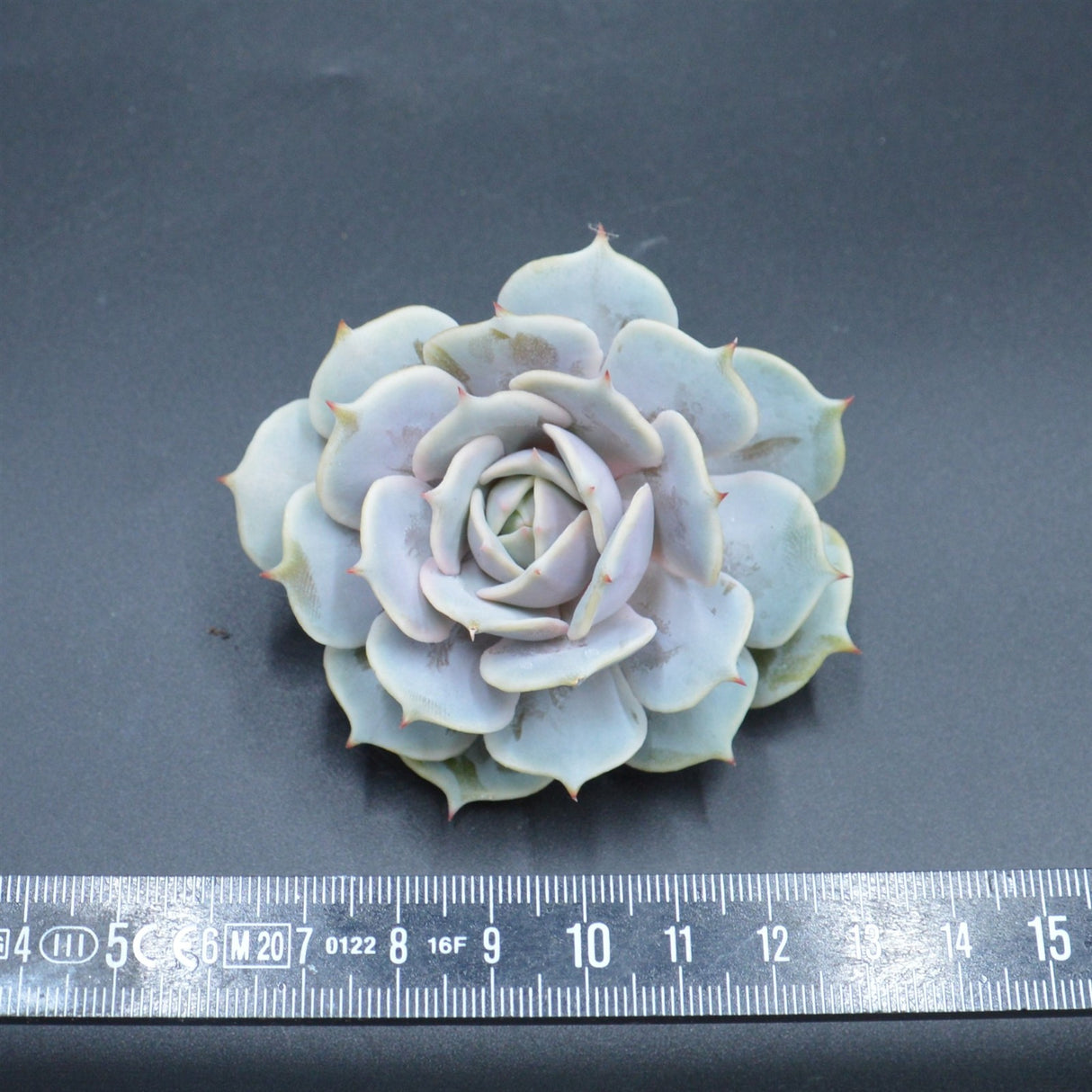Echeveria Lola f. Purpur, Steckling