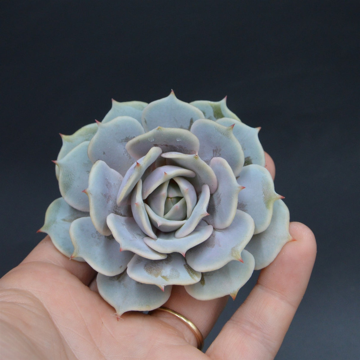 Echeveria Lola f. Purpur, Steckling