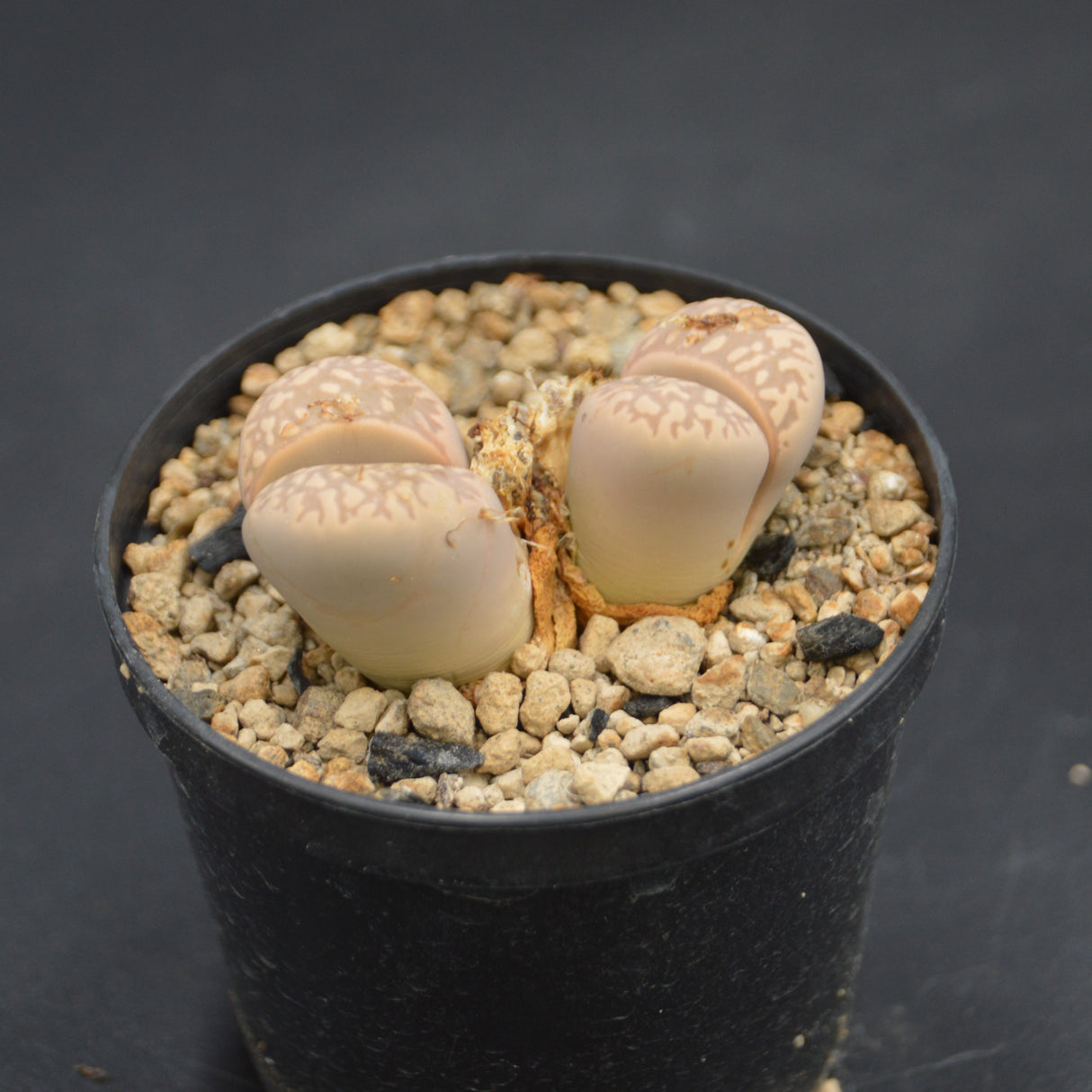Lithops C214