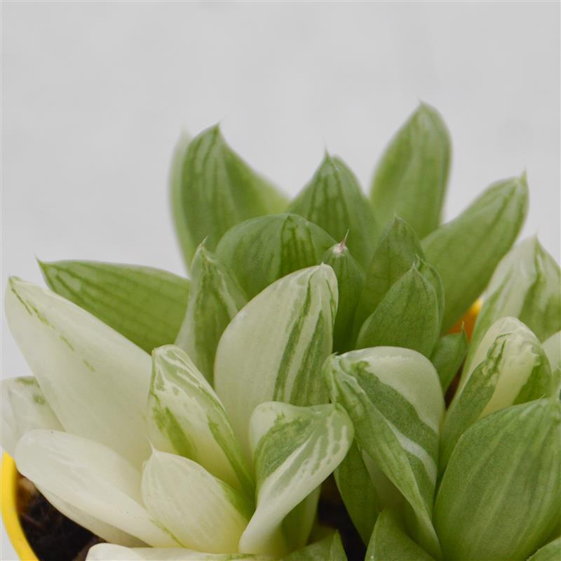 Haworthia cymbiformis f. variegata - 8.5cm