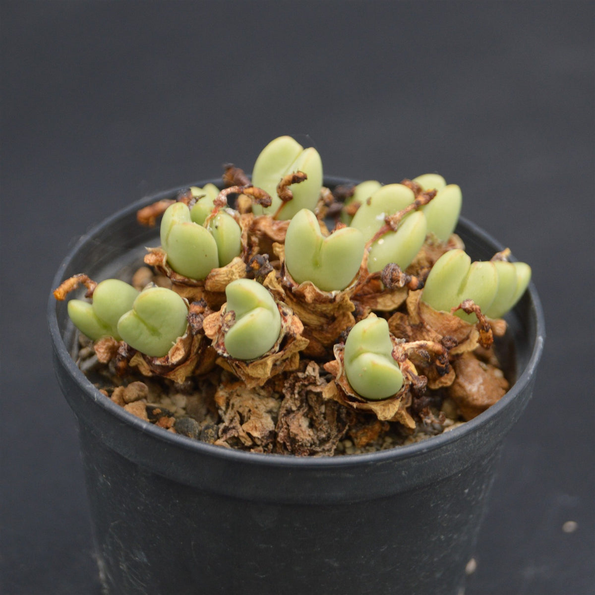 Conophytum vlakmynense