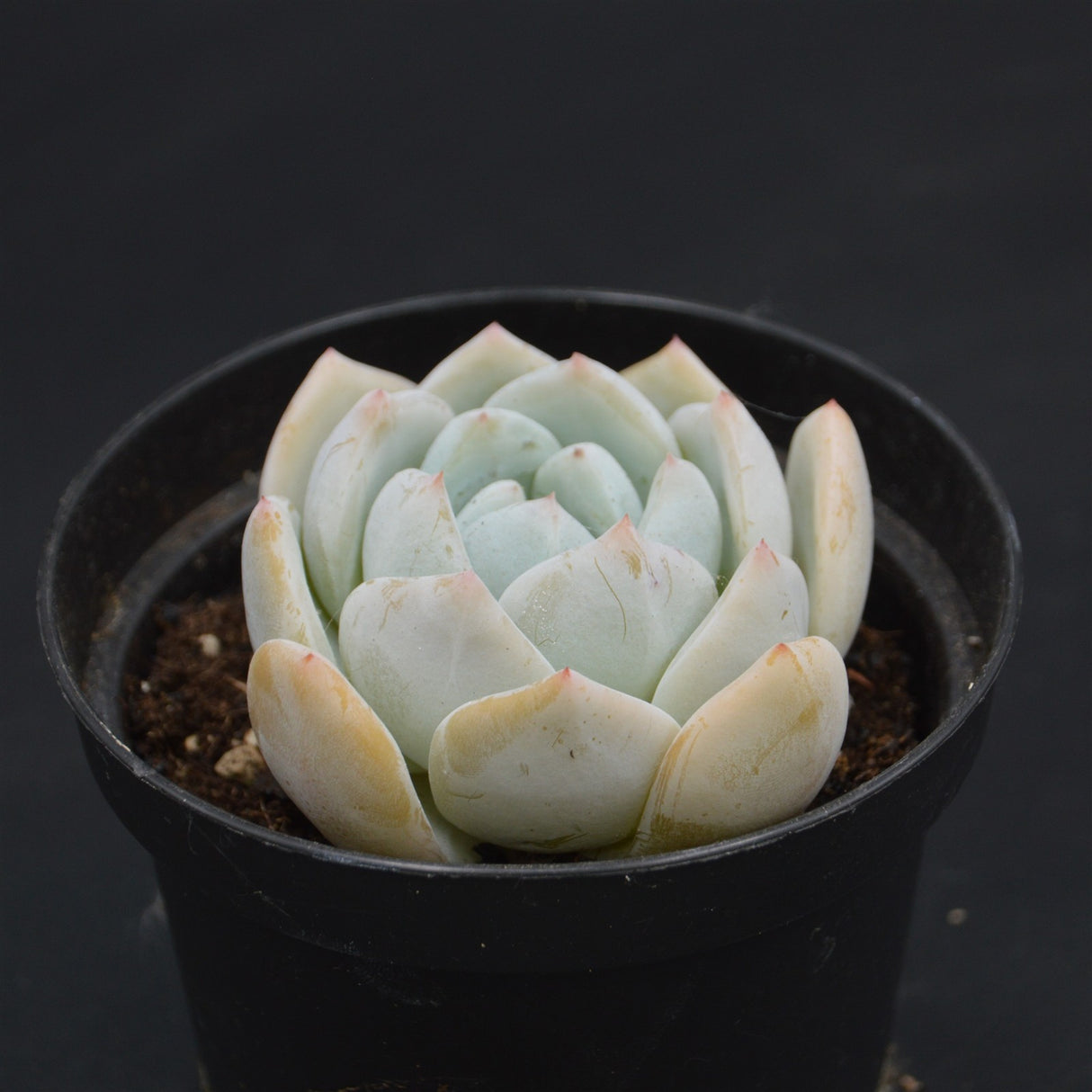 Echeveria Snow