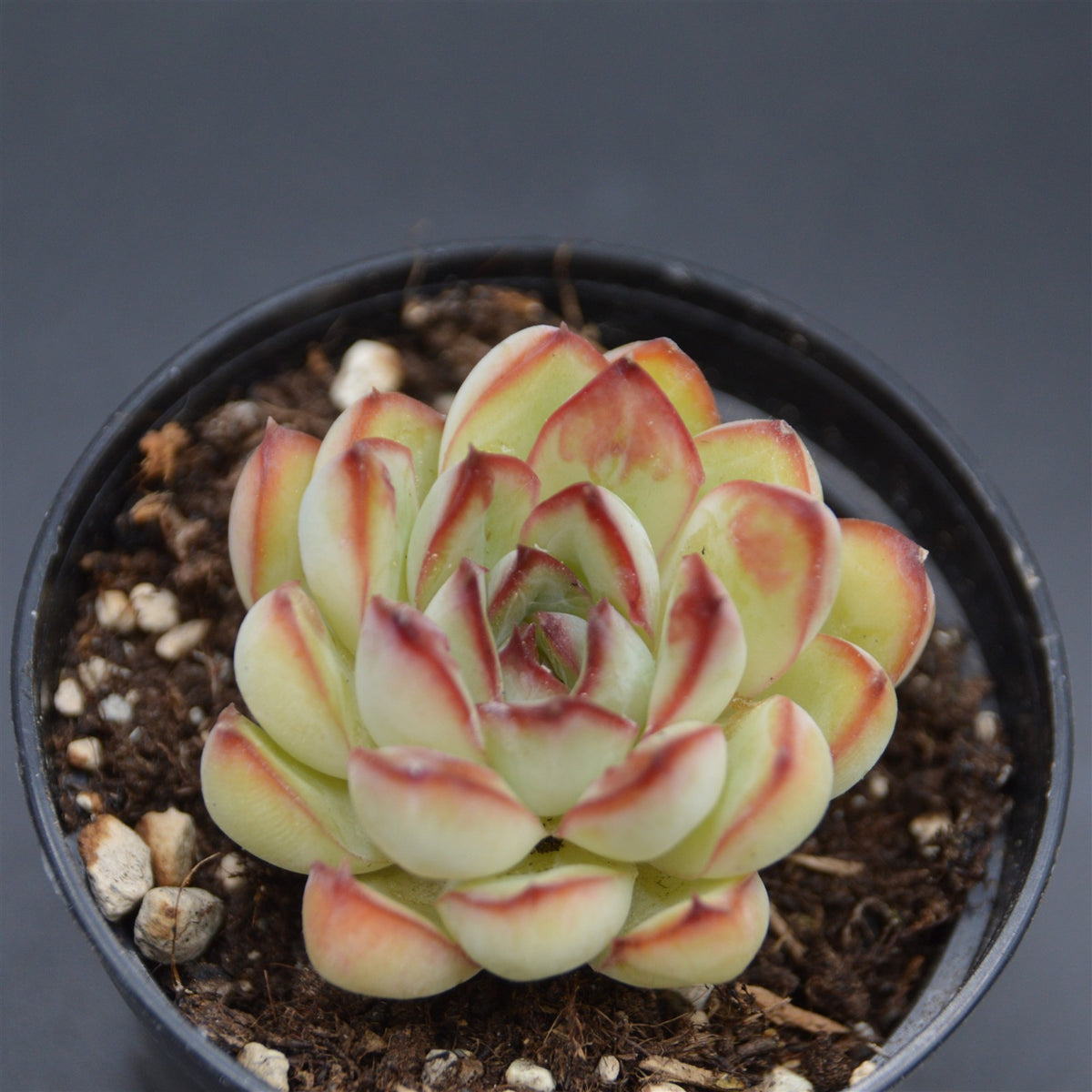 Echeveria pulidonis Drops